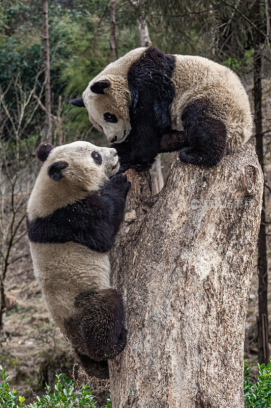 大熊猫;Ailuropoda melanoleuca;中国家庭熊科。爬树。